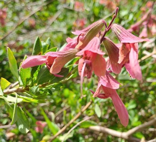 Salvia lanceolata leaves